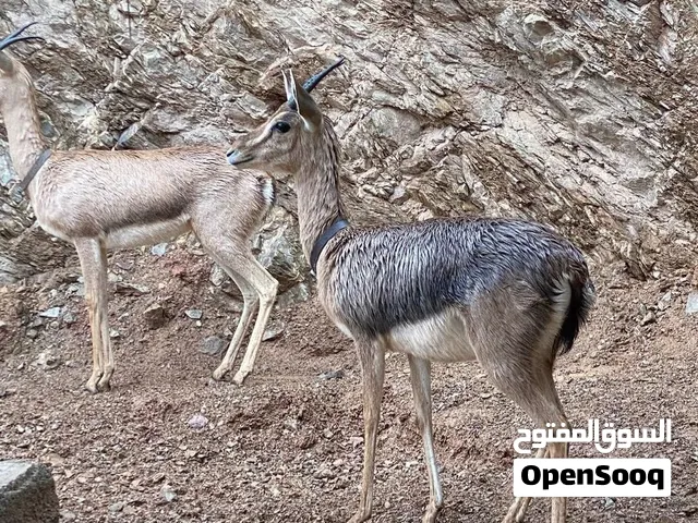 غزلان كبار منتجات في الكويت بسعر 140 دينار كويتي