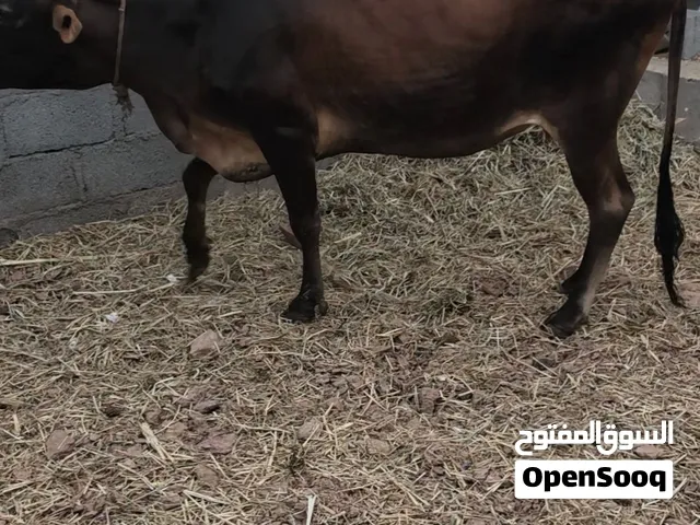 بقر ذبح او تربيه