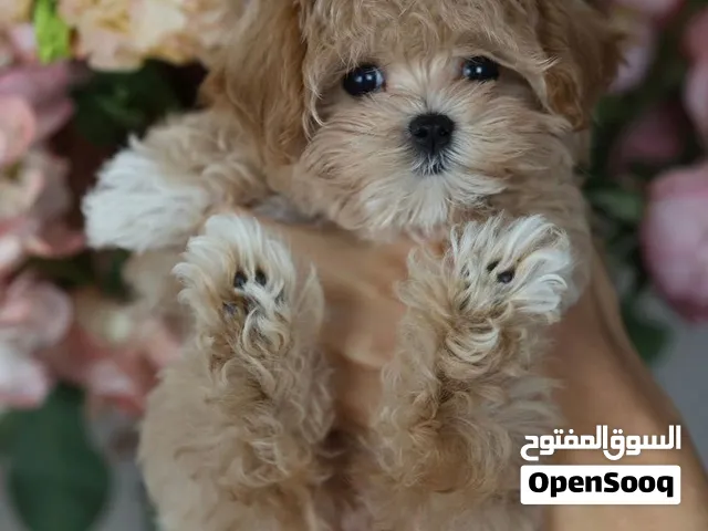 Adorable Poodle puppy