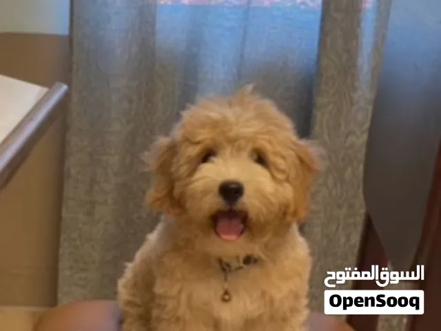 زوج كلاب زينه