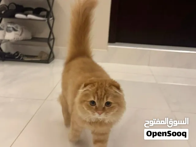 Cat for sale