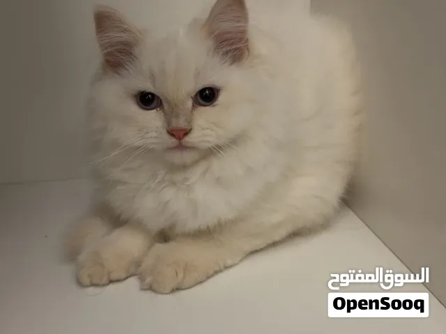 قطه للتبني انثى من غير رسوم