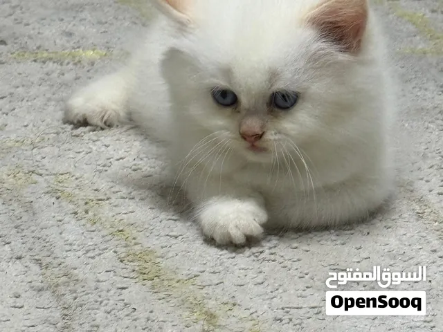 Acute cat  Himalaya