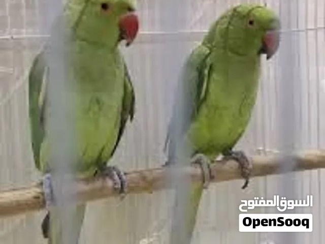متوفر لدينا ببغاء الدرة الهندي بألوان وأحجام مختلفة حسب المتوفر.