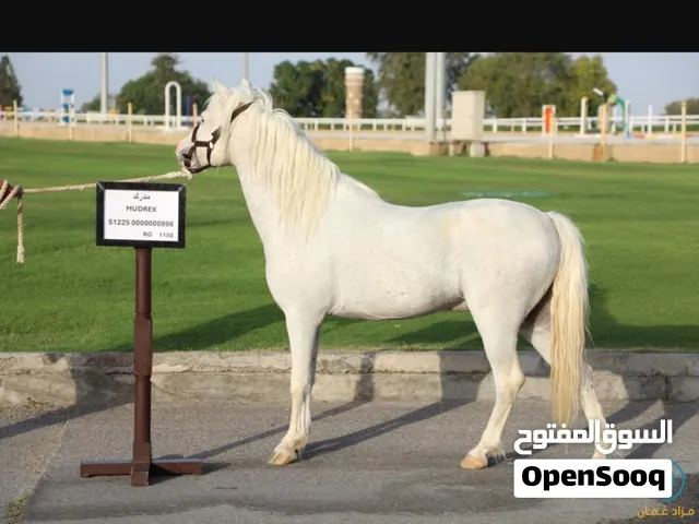 بوني مميز ونادر وجميل
