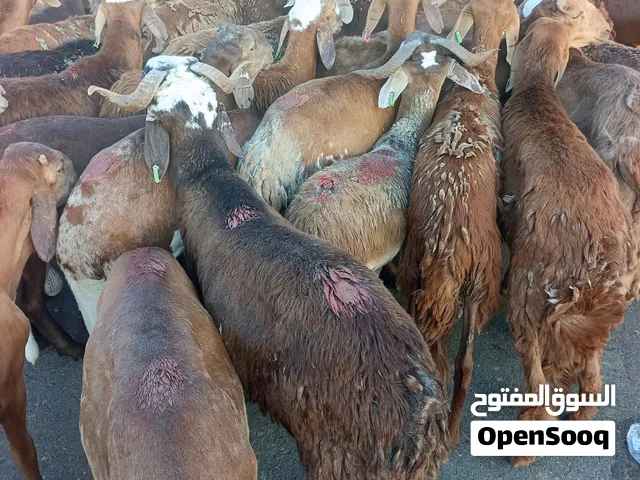 ذبايح حري وسواكني حمري مرابي أوزان إلى باب بيتم جودة وسعر ثقة وأمانة