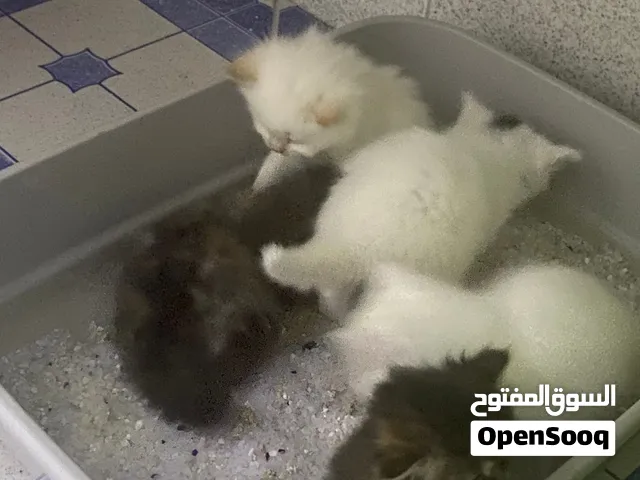 للحجز قطط شيرازي  عمر شهر
