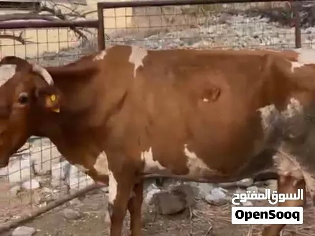 بقره حليب ما شاء الله