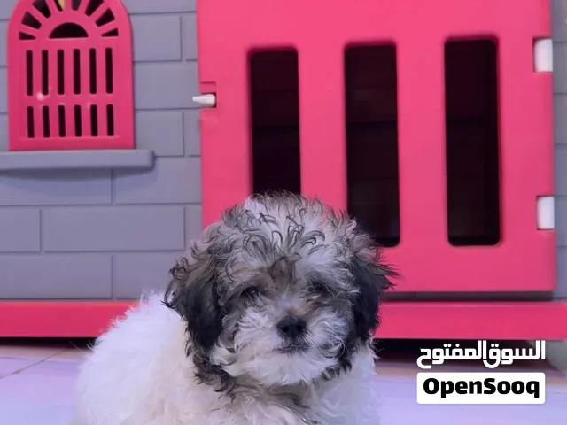 كلب بودل نضيف مال بيت لعيب