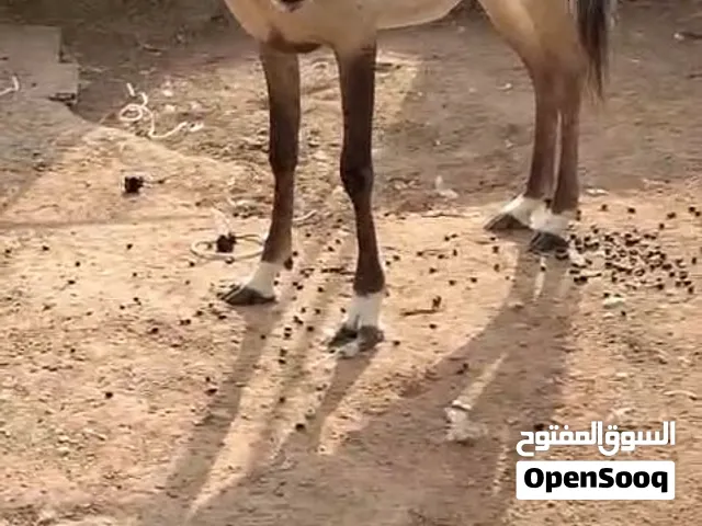 ظبى صحراوى للبيع