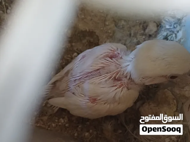 السلام عليكم اقرأ الوصف