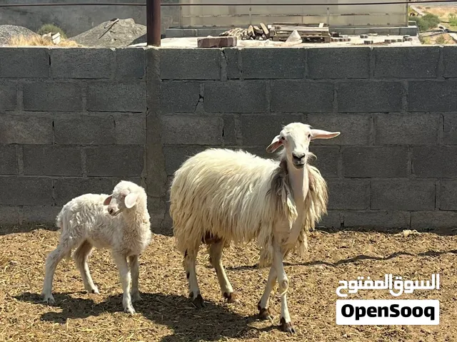 جعد مع اولادهن