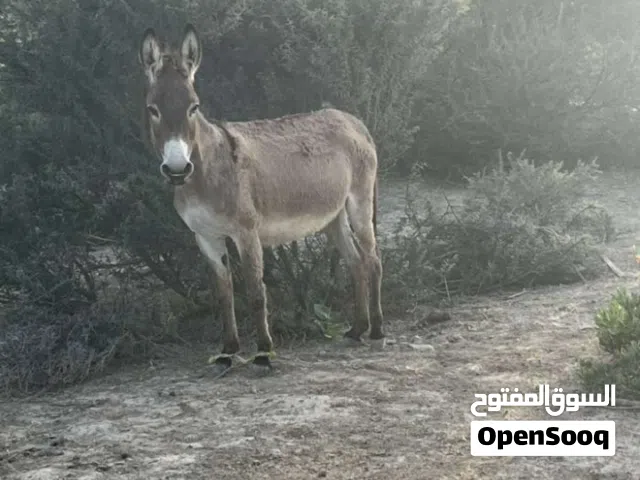 حماره عشار للبيع