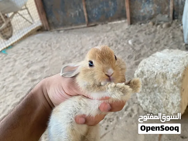 للبيع ارانب