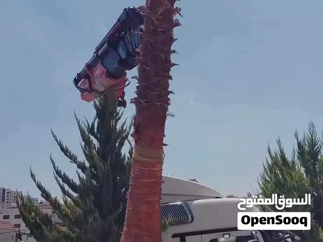 نخيل واشنطونيا الزينة نخيل مثمر