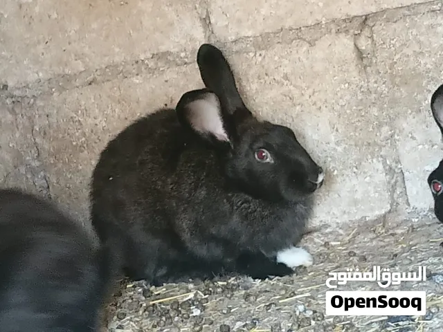 ارانب للذبح