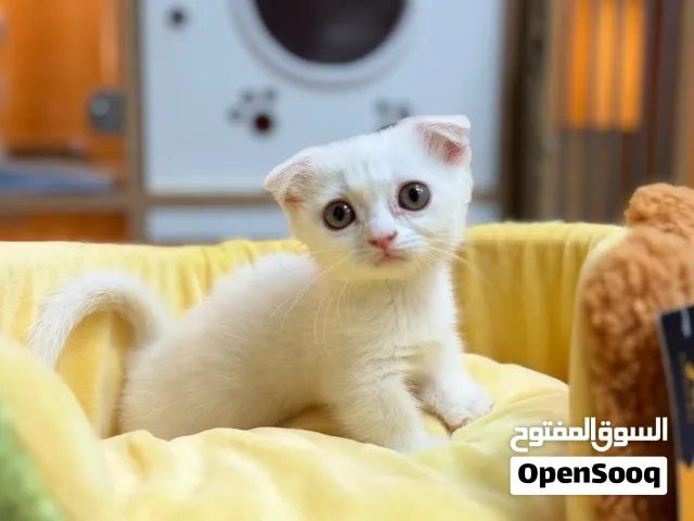 Munchkin kitten male and female short hair & short legs . Very playful and friendly breed
