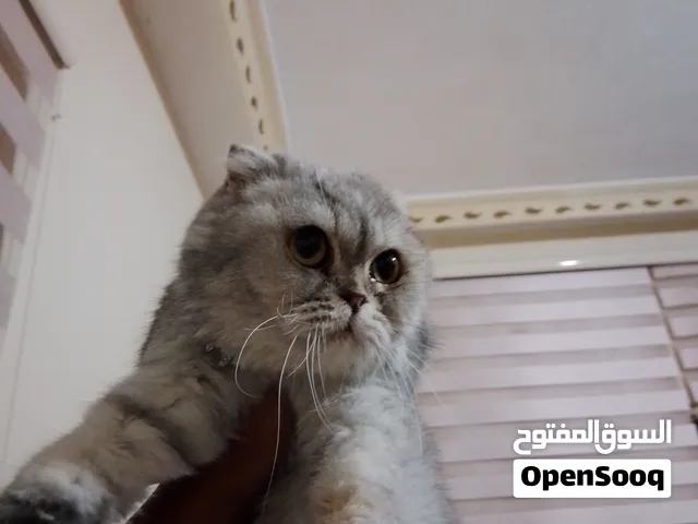 انثه ماخده كل المطعيم