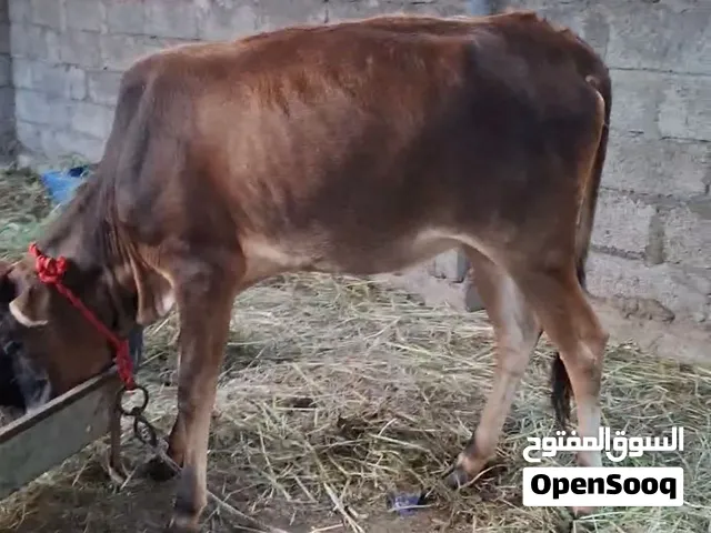 للبيع ابقار