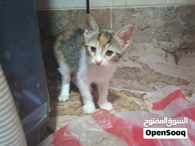 قطط للتبني