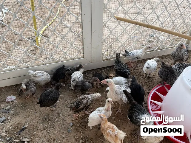 للبيع صيصان بلدي فيومي