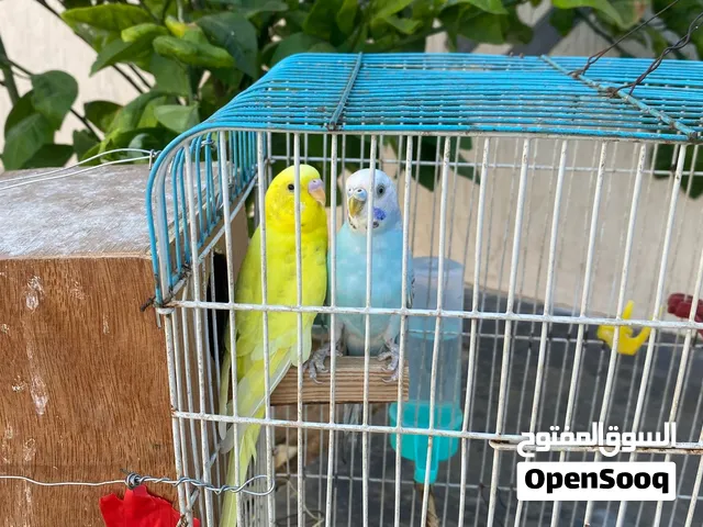 كوبيا بقلينو مصوقره حاجه ربي يبارك