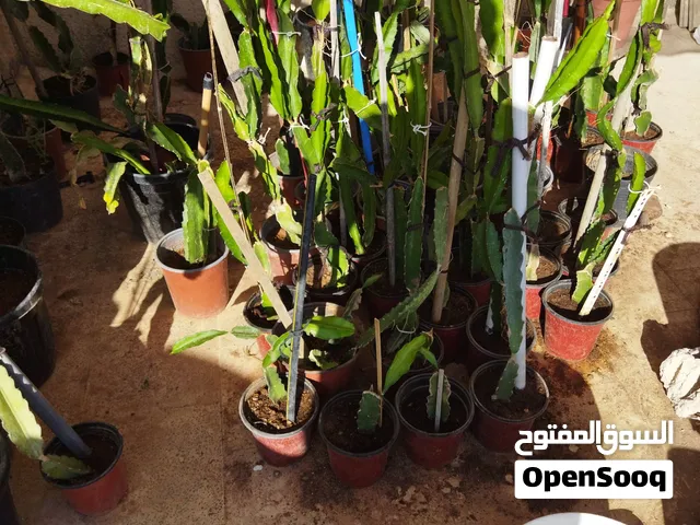 شتلات اشتال دراجون فروت فاكهة التنين للبيع
