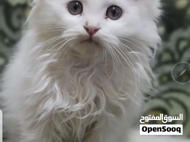 شيرازي. لعوبة جدا