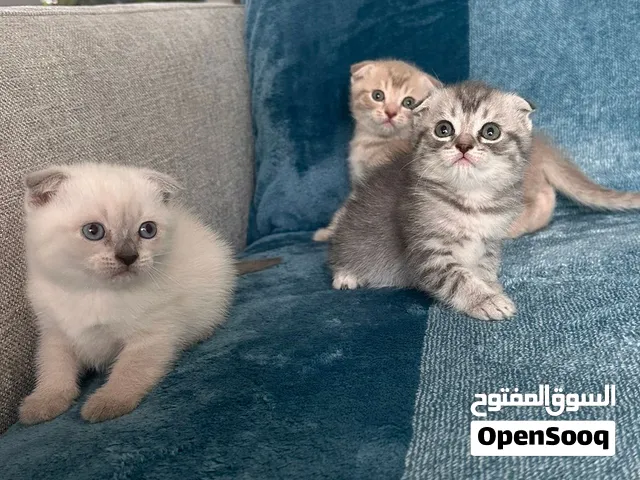 Scottish fold amazing kittens so beautiful colors  and very playful