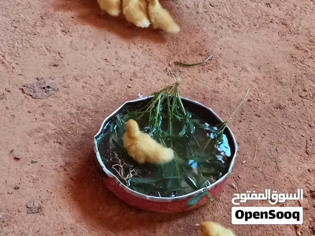 بطه معاها 7 فلاليس