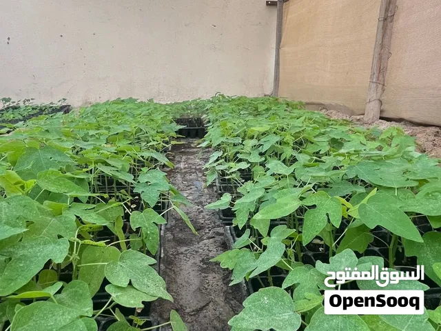 للبيع شتلات فيفاي  تواصل واتس