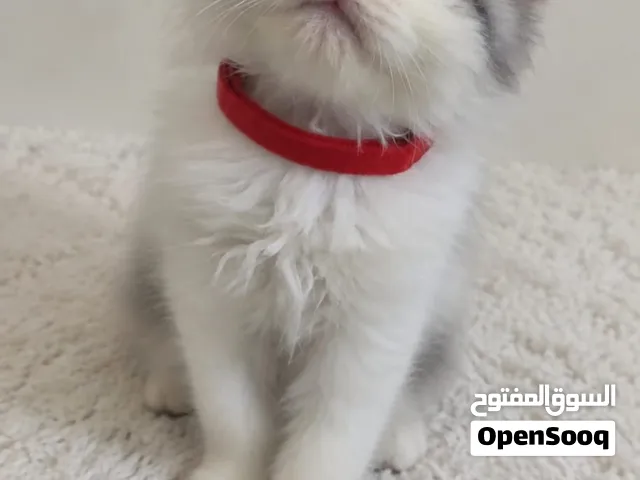 قط شيرازي راغدول عمر شهرين