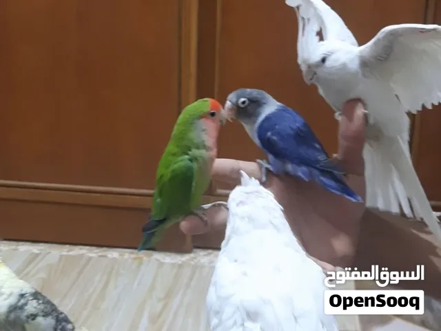 كوكيلات +غندورات زوج لبيع اليفات طينه وليريدهن يجي خاص ويدالل وانا بخدمت الشراي