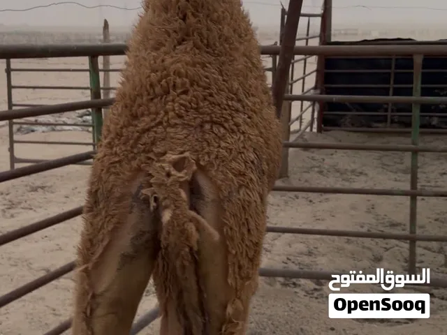 قعود العمر حول 7  و السمنه طيبه و فاخر  حد 400