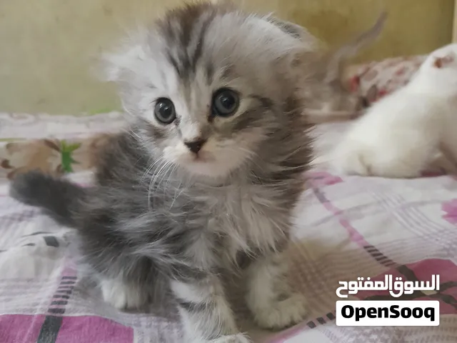 قط ولد اسكوتش فولد تابي