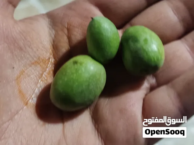 زيتون بلدي حبه وسط قفط اليوم