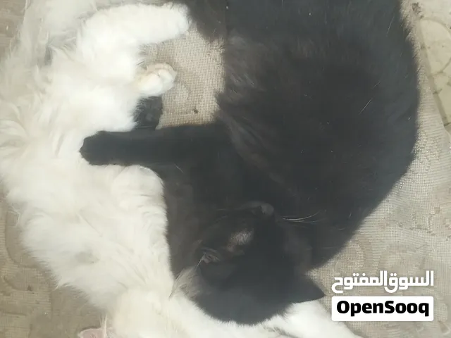 جادتواصل معي فقط القطط واحد 22الاثنين40والقطط ع تواصل فقط واتساب المواقع ولاية شناص ..