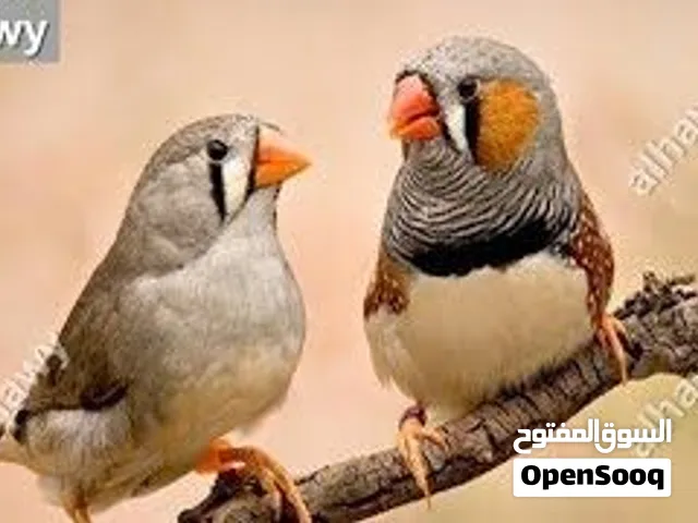 جوزين فنك شغالات