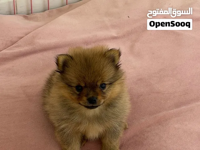Pomeranian Female