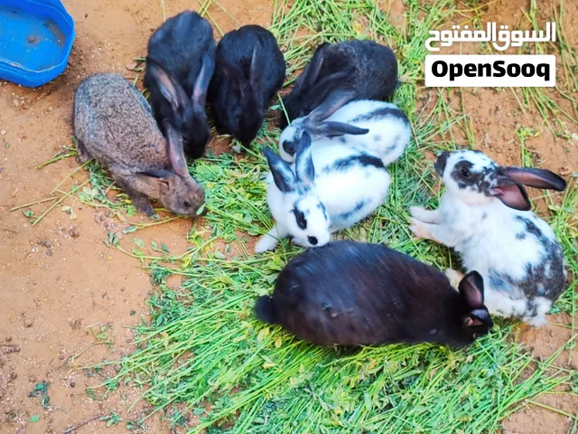 ارانب عربيات