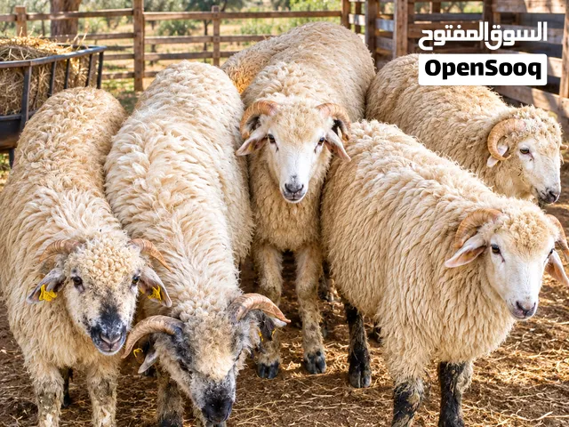 بسم الله ماشاء الله عقائق روماني اسعار منافسه للجميع