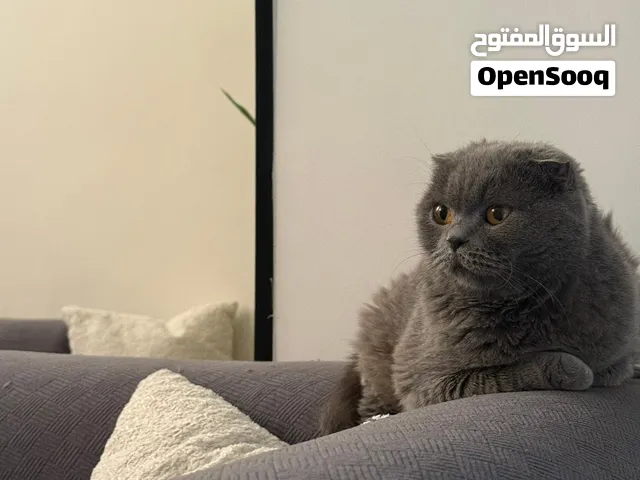 ذكور واناث سكوتش ستريت وفولد مستوى فخم