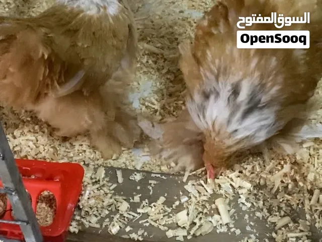 جوز كتشينا ليموني