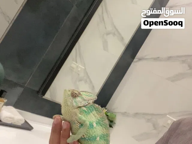 كملين حجم طيب وأليف جداً