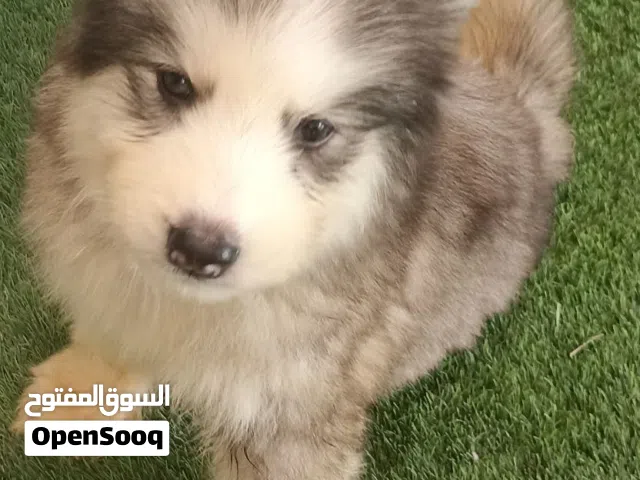 جرو هاسكي
