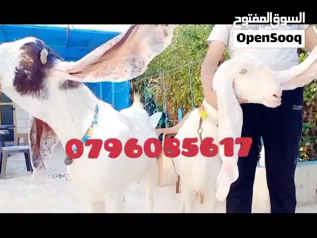 معزه حجازي ..