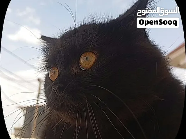 للتبني أربيل مجمع الزيتون