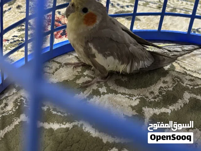كرون واحد فقط
