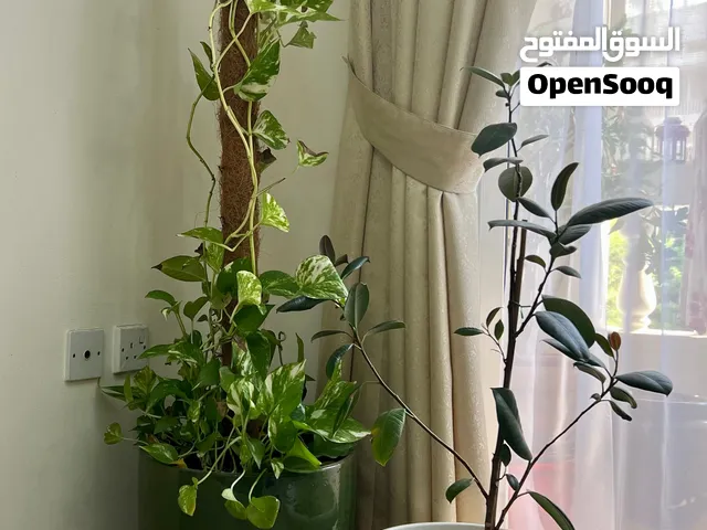 Money plant and rubber plant for sale