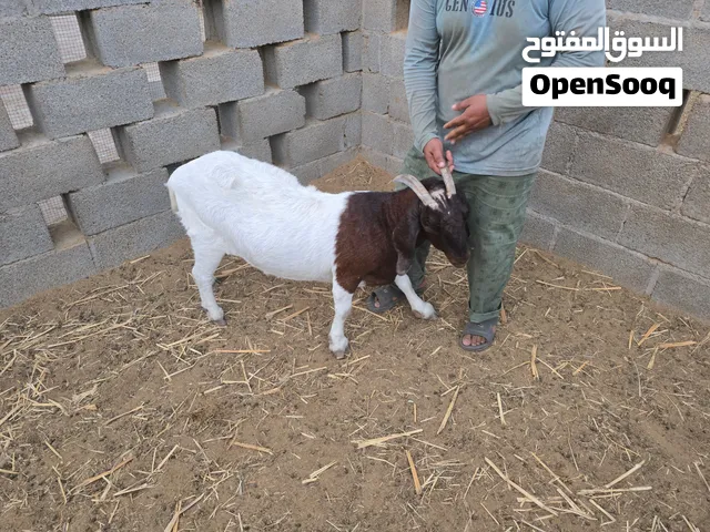 اغنام من حلال البورقوت